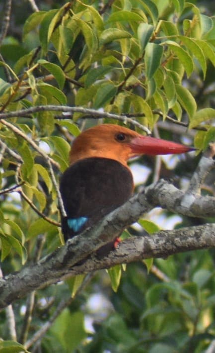 Brown-winged Kingfisher