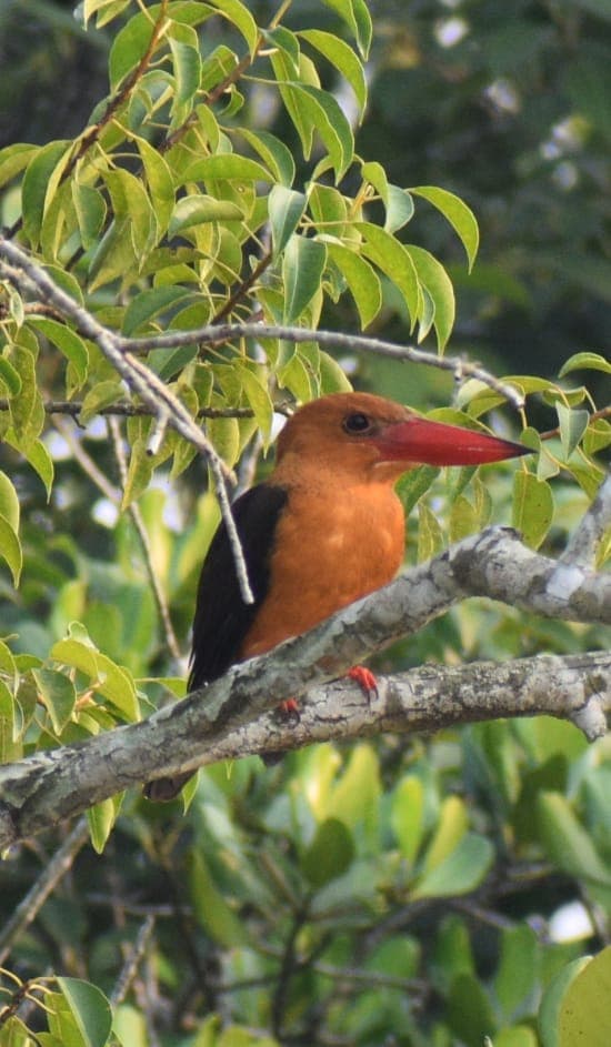 Waiting on the branch
