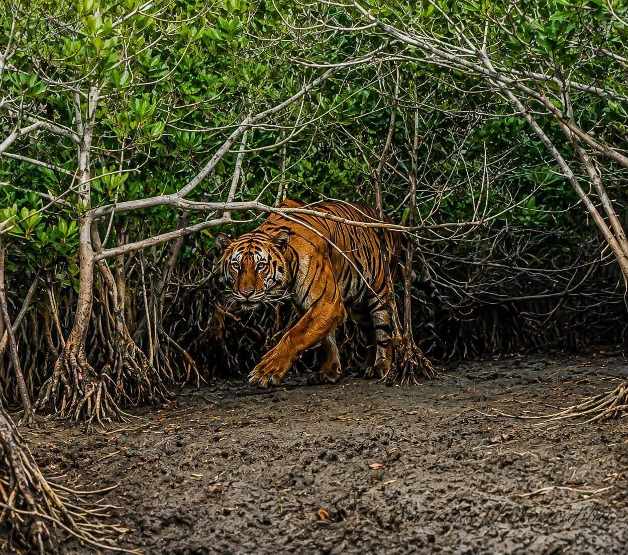 Tiger in the mangrove roots