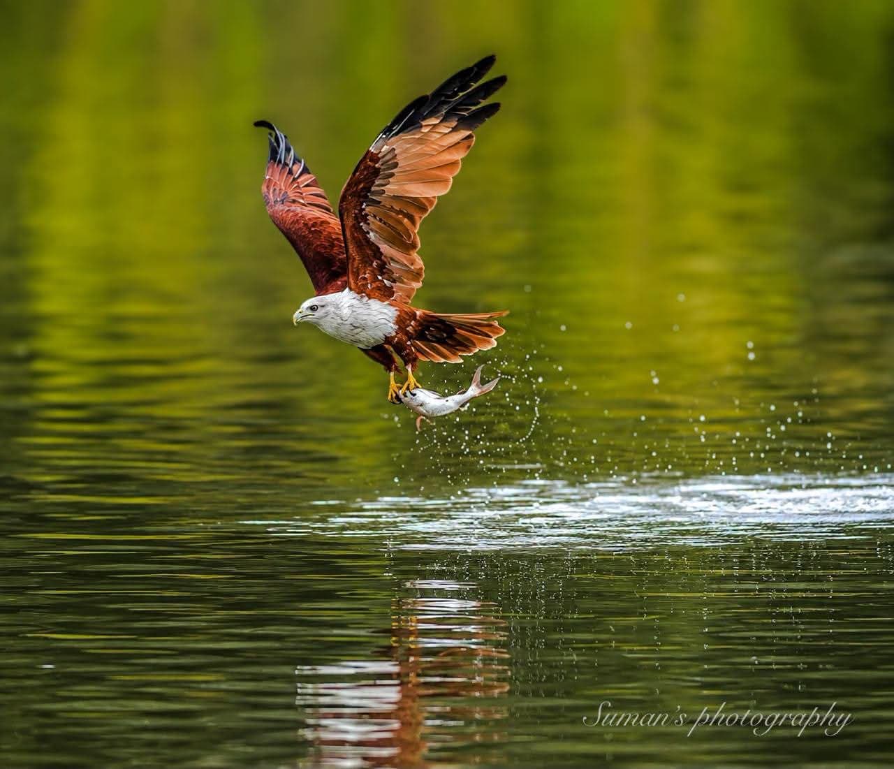 Brahminy Kite taking a fish