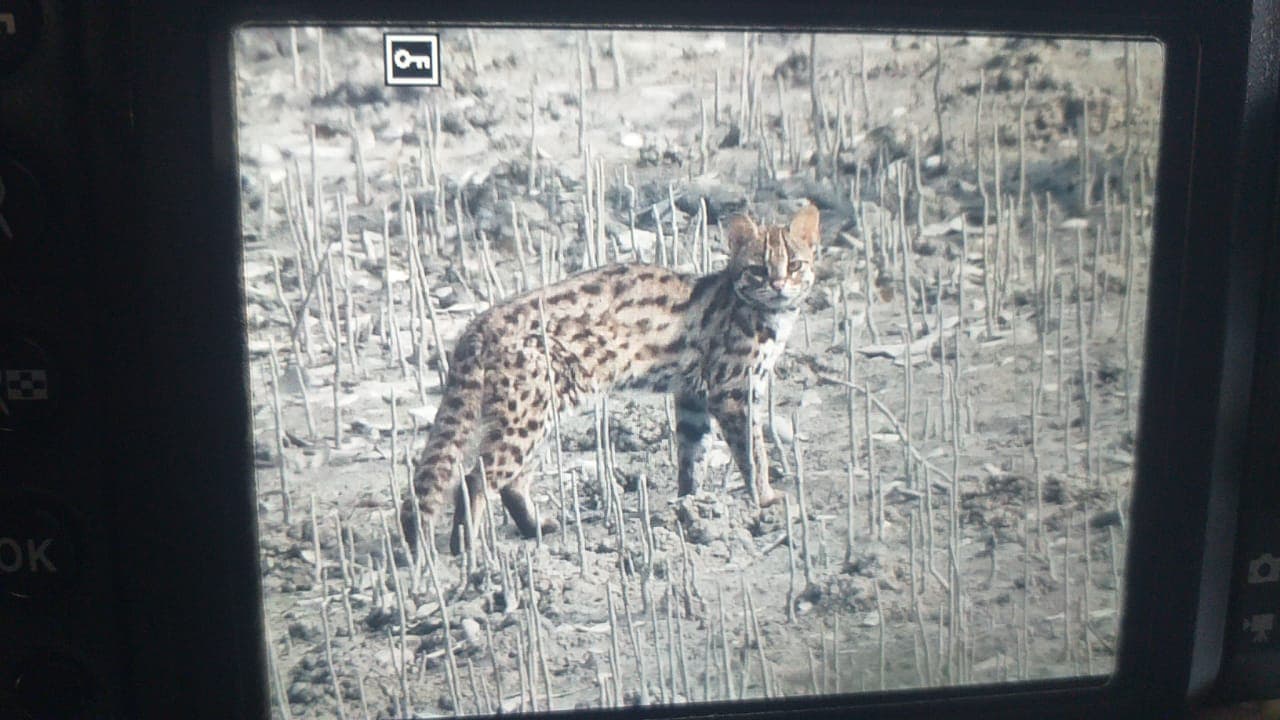 Fishing Cat