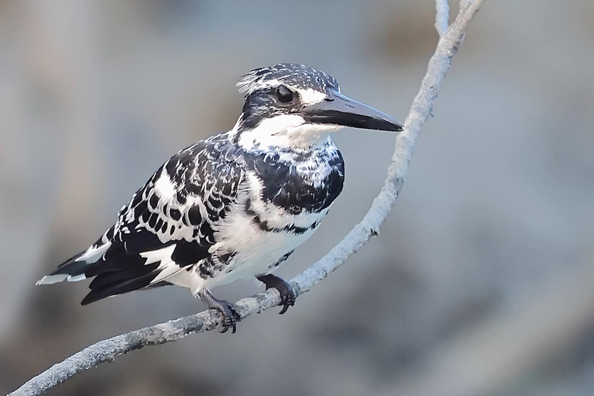 Pied Kingfisher
