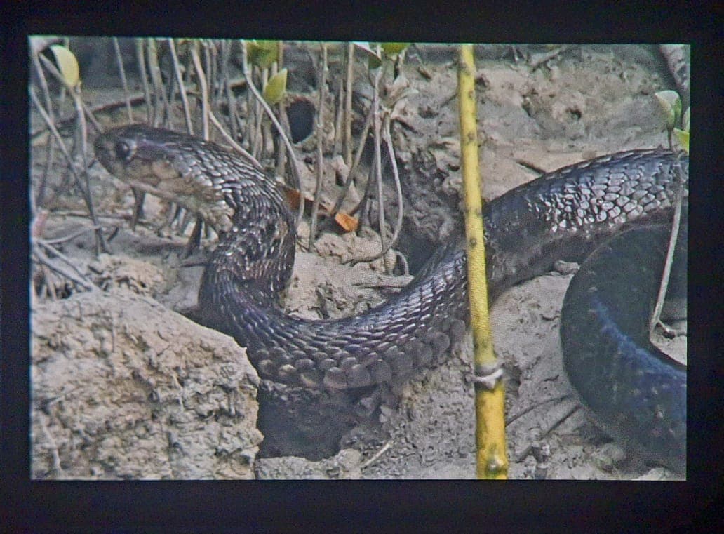 Water snakes on the mudflat