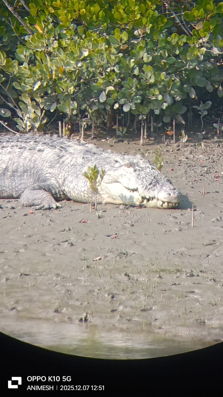 Estuarine Crocodile