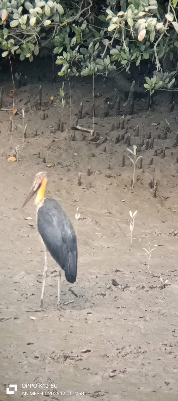 Lesser Adjutant Stork