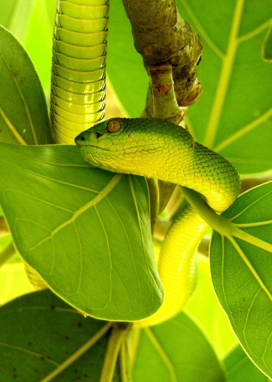Green Vine Snake