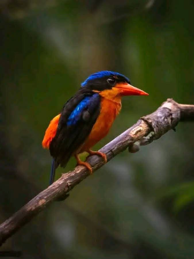 Black-capped Kingfisher