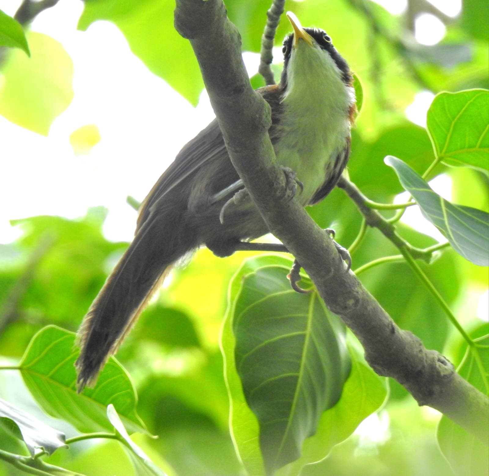 In the canopy