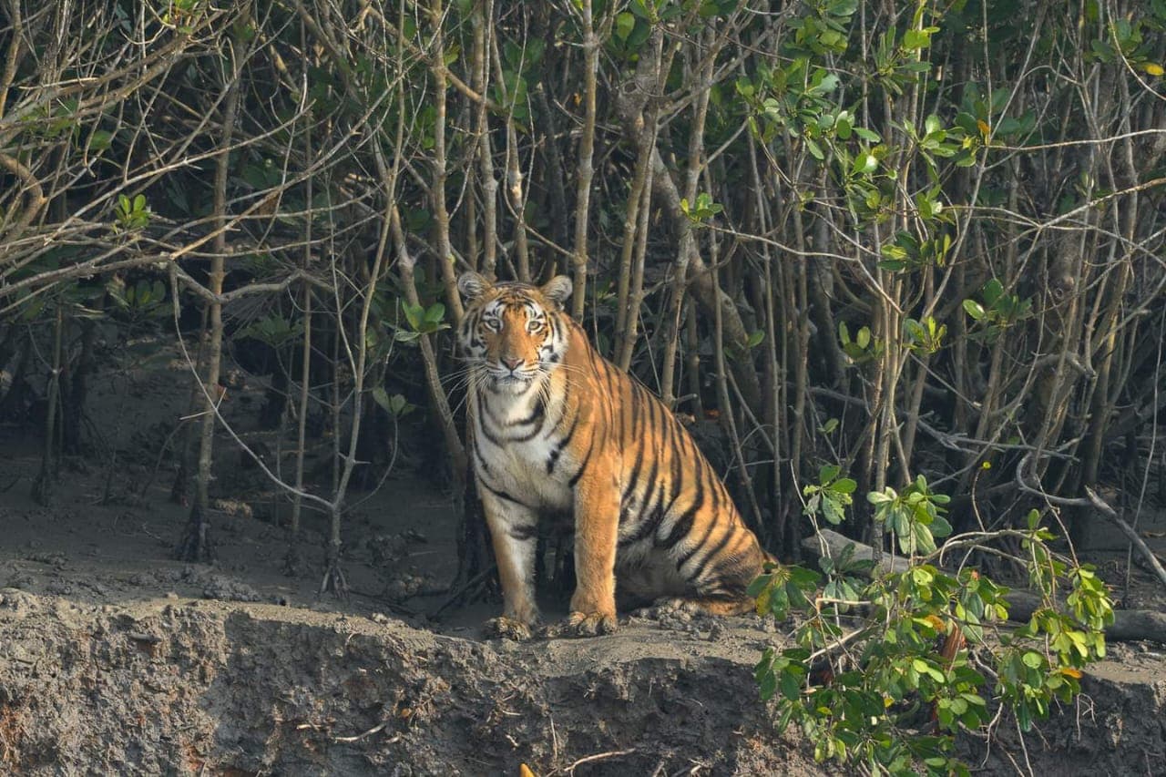 Tiger on the riverbank