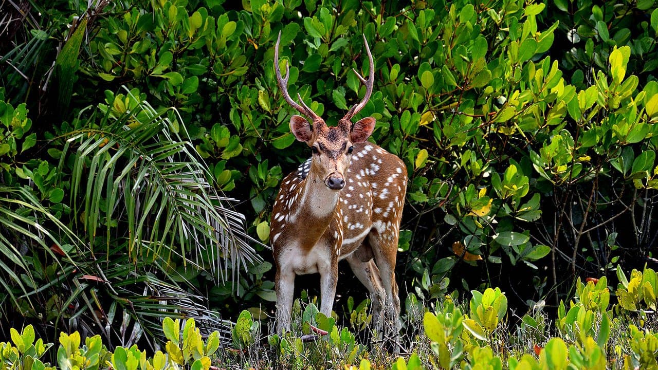 Spotted Deer